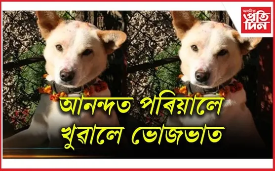 ২৫০ কিলোমিটাৰ অতিক্ৰম কৰি সন্ধানহীন হোৱা কুকুৰ আহিল ঘৰলৈ